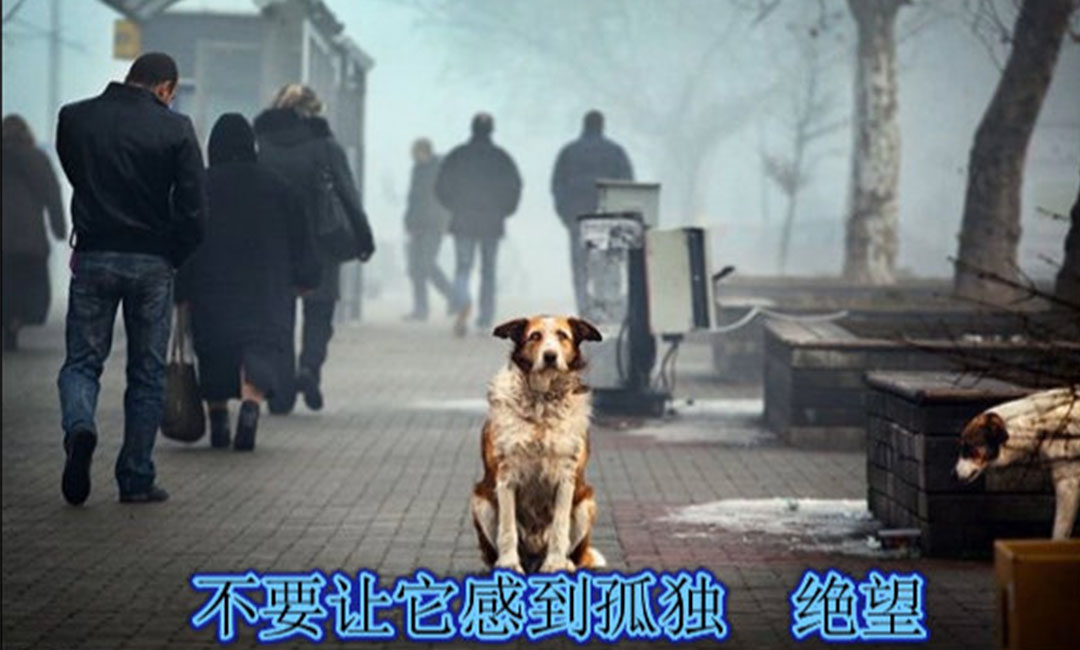 甘孜甘孜爱影圈微博微信转发案例